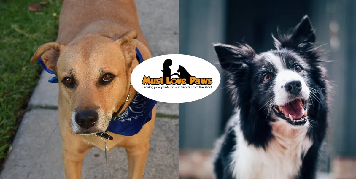 Two happy freshly groomed dogs with the Must Love Paws logo